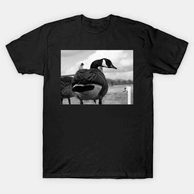 Canadian Goose stare T-Shirt by fantastic-designs